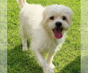 Mutt Dogs for adoption in Vail, AZ, USA