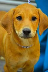 Golden Retriever Dogs for adoption in Woodside, NY, USA