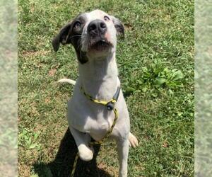 Catahoula Leopard Dog Dogs for adoption in Rocky Mount, VA, USA