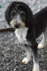 Bernedoodle Dogs for adoption in Pacolet, SC, USA