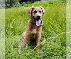 Chesador Dogs for adoption in Croydon, NH, USA