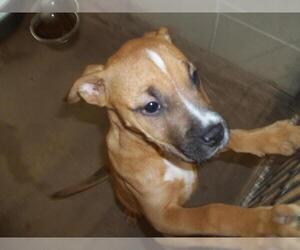 Mutt Dogs for adoption in Burbank, CA, USA