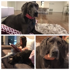 Weimaraner Dogs for adoption in Dallas, TX, USA