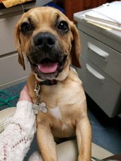 Puggle Dogs for adoption in Raytown, MO, USA