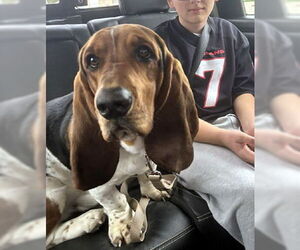 Basset Hound Dogs for adoption in Deepwater, NJ, USA