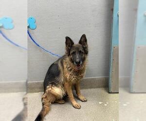 German Shepherd Dog-Unknown Mix Dogs for adoption in Las Vegas, NV, USA