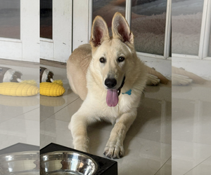 - Mix Dogs for adoption in Hoffman Estates, IL, USA