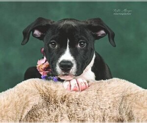 American Pit Bull Terrier-Unknown Mix Dogs for adoption in Clayton, CA, USA