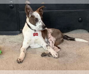 Mutt Dogs for adoption in Martinsburg, WV, USA