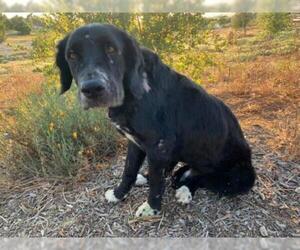 Spanador Dogs for adoption in  Ramona, CA, USA