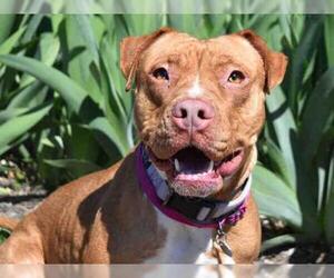 American Staffordshire Terrier Dogs for adoption in Aurora, CO, USA