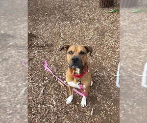 American Pit Bull Terrier Dogs for adoption in Waterford, VA, USA