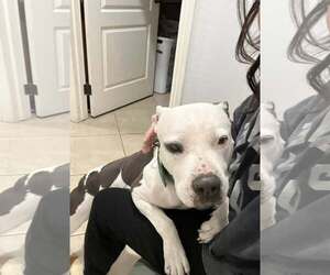 American Pit Bull Terrier-Unknown Mix Dogs for adoption in Chandler, AZ, USA