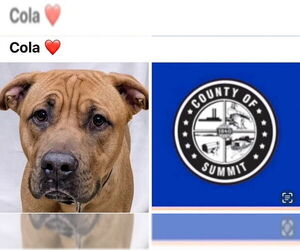 American Pit Bull Terrier Dogs for adoption in Akron, OH, USA