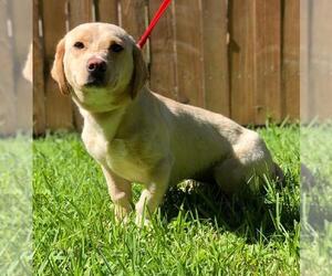 Medium Photo #1 Basset Hound-Labrador Retriever Mix Puppy For Sale in Denton, TX, USA