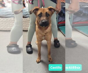 Black Mouth Cur-Unknown Mix Dogs for adoption in Richmond, IN, USA