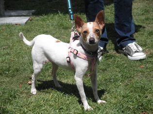 Rat-Cha Dogs for adoption in Imperial Beach, CA, USA