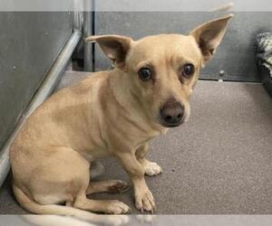 Chiweenie Dogs for adoption in HESPERIA, CA, USA