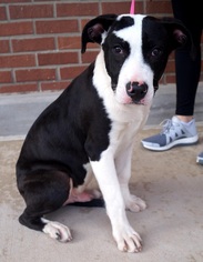 Great Dane Dogs for adoption in Carrollton, TX, USA