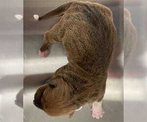 Rottweiler-Unknown Mix Dogs for adoption in Oklahoma City, OK, USA