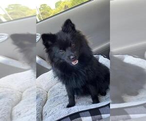 Pomeranian Dogs for adoption in Fayetteville, GA, USA