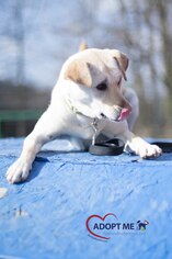 Medium Photo #5 Labrador Retriever-Unknown Mix Puppy For Sale in Alexandria, VA, USA
