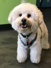 Bichon Frise Dogs for adoption in San Diego, CA, USA