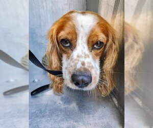 Cocker Spaniel Dogs for adoption in San Antonio, TX, USA