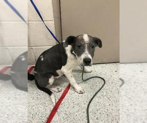 Labrador Retriever-Unknown Mix Dogs for adoption in Conroe, TX, USA