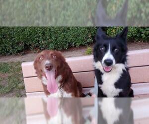 Border Collie Dogs for adoption in Newport Beach, CA, USA