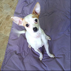 Medium Photo #1 Chihuahua-Unknown Mix Puppy For Sale in Shreveport, LA, USA