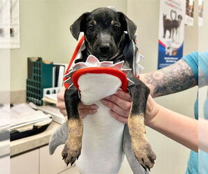 Mutt Dogs for adoption in Raleigh, NC, USA