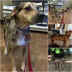 Catahoula Leopard Dog Dogs for adoption in Lindale , TX, USA