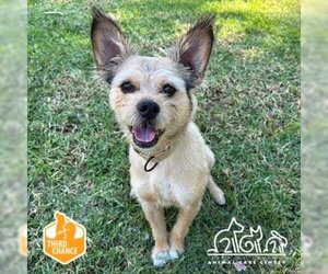 Mutt Dogs for adoption in Irvine, CA, USA
