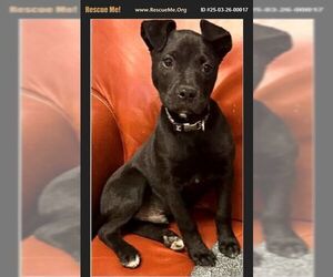 Labrador Retriever-Unknown Mix Dogs for adoption in Benton, PA, USA