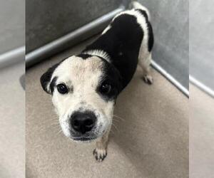 Mutt Dogs for adoption in HESPERIA, CA, USA