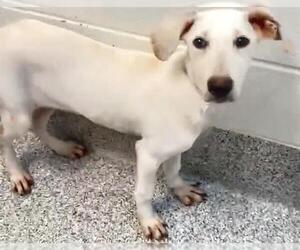 Labrador Retriever Dogs for adoption in Houston, TX, USA