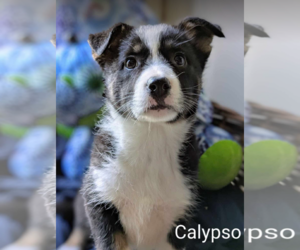 Australian Shepherd-Unknown Mix Dogs for adoption in Fresno, CA, USA
