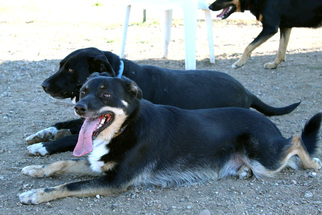 Border-Aussie Dogs for adoption in Yreka, CA, USA