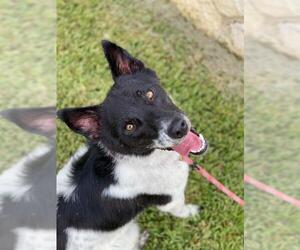 Border Collie-Unknown Mix Dogs for adoption in Pleasanton, TX, USA