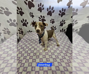 Rat Terrier-Unknown Mix Dogs for adoption in Metairie, LA, USA