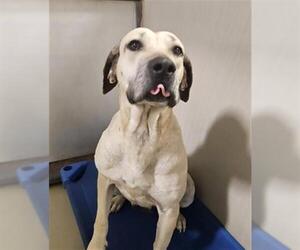 Mastiff Dogs for adoption in Bakersfield, CA, USA