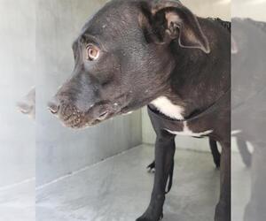 American Staffordshire Terrier-Unknown Mix Dogs for adoption in San Antonio, TX, USA