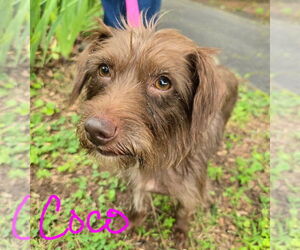 Mutt Dogs for adoption in Mooresville, NC, USA
