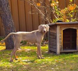 Weimaraner Dogs for adoption in Littleton, CO, USA