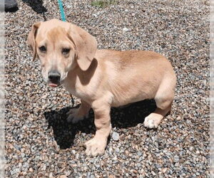 Basset Hound-Pointer Mix Dogs for adoption in Salt Lake City, UT, USA