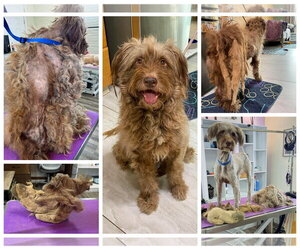 Poodle (Standard)-Unknown Mix Dogs for adoption in Benton, LA, USA