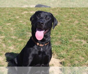 Labrador Retriever Dogs for adoption in Chestertown, MD, USA