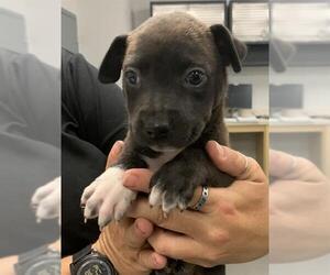 American Pit Bull Terrier-Unknown Mix Dogs for adoption in Corpus Christi, TX, USA