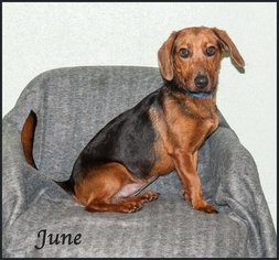 Basschshund Dogs for adoption in Ada, OK, USA